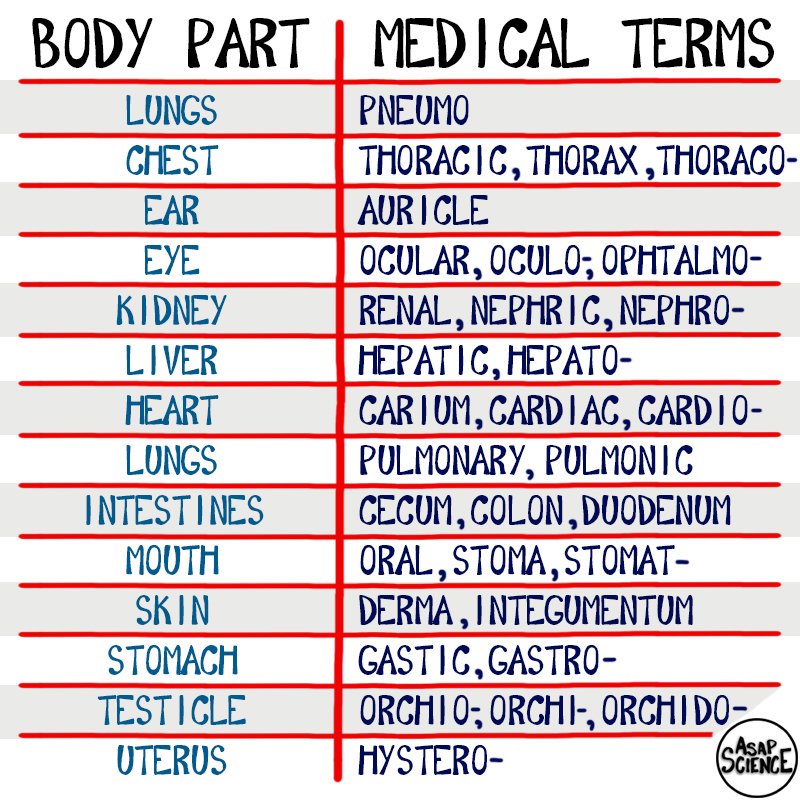Table with the header “BODY PART | MEDICAL TERMS”: “LUNGS | PNEUMO”; “CHEST | THORACIC, THORAX, THORACO-”; “EAR | AURICLE”; “EYE | OCULAR, OCULO-; OPHTALMO-”; “KIDNEY | RENAL, NEPHRIC, NEPHRO-”; “LIVER | HEPATIC, HEPATO-”; “HEART | CARIUM, CARDIAC, CARDIO-”; “LUNGS | PULMONARY, PULMONIC”; “INTESTINES | CECUM, COLON, DUODENUM”; “MOUTH | ORAL, STOMA, STOMAT-”; “SKIN | DERMA, INTEGUMENTUM”; “STOMACH | GASTIC, GASTRO-”; “TESTICLE | ORCHIO-; ORCHI-, ORCHIDO-”; “UTERUS | HYSTERO-”. Logo: “Asap Science”.