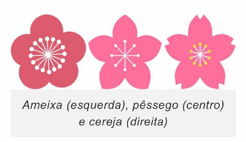 Ameixa (esquerda), pêssego (centro) e cereja (direita)